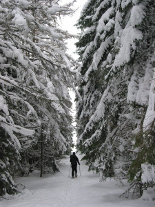 Wunderbarer Aufstieg durch schneebedeckten Wald.