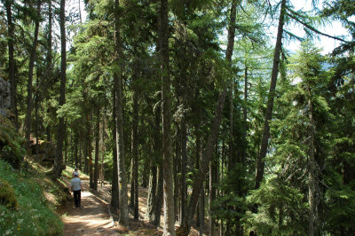 Abstieg von Hohtschugge nach Bina durch Arvenwald.