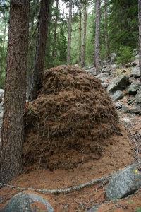 Meterhoher Ameisenhügel im Wald von Gasenried.