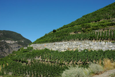 Der höchstgelegene Weinberg Europas bei Visp.