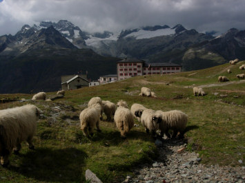 Das Hotel Riffelberg mit Schwarznasenschafen.