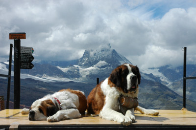 Schweizer Bernhardiner Hunde vorm Matterhorn - DAS Fotomotiv.
