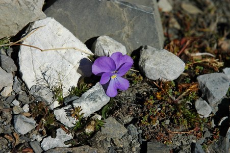 Einsames Blümchen in der Steinwüste.