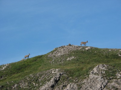 Gemsen am Mädelejoch.