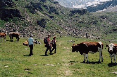 Kühe auf der Alp Munt Sura.