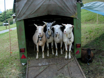 Ein fröhliches Ziegenquartett auf dem Weg nach Grevasalvas.