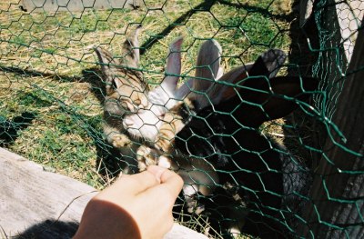 Vier hungrige Kaninchen am Hahnensee. [Bild vom Juli 2003]