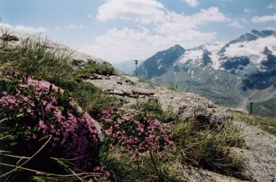 Blumenpracht am Wegesrand.