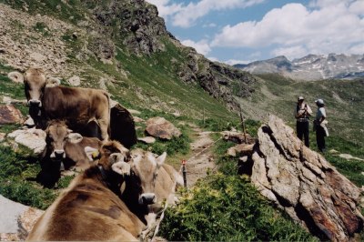 Vier Schweizer Kühe am Wegesrand.