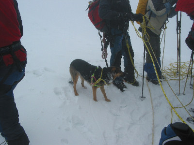 Hund mit Gletscherausrüstung auf dem Gipfel.