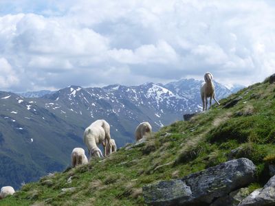 Schafe am Rifflkreuz (2215 m).