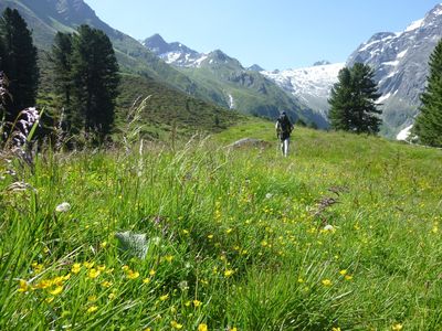 Zirmsteig über herrliche Bergwiesen.