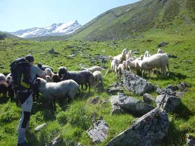 Überfall der Schafe am Eingang des Schönlüsentals.