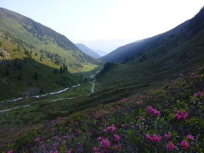 Alpenrosenblühen bei der Potsdamer Hütte.