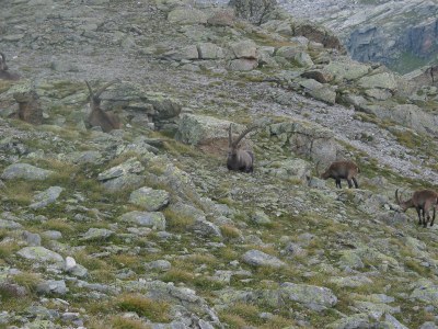 Eine Gruppe von Steinböcken am Wegesrand.