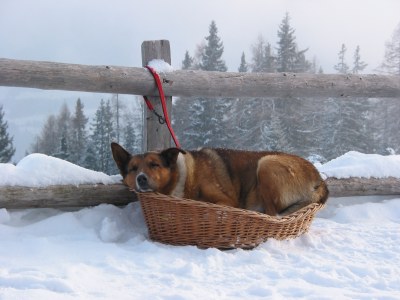 Hüttenhund der Simmeringalm.